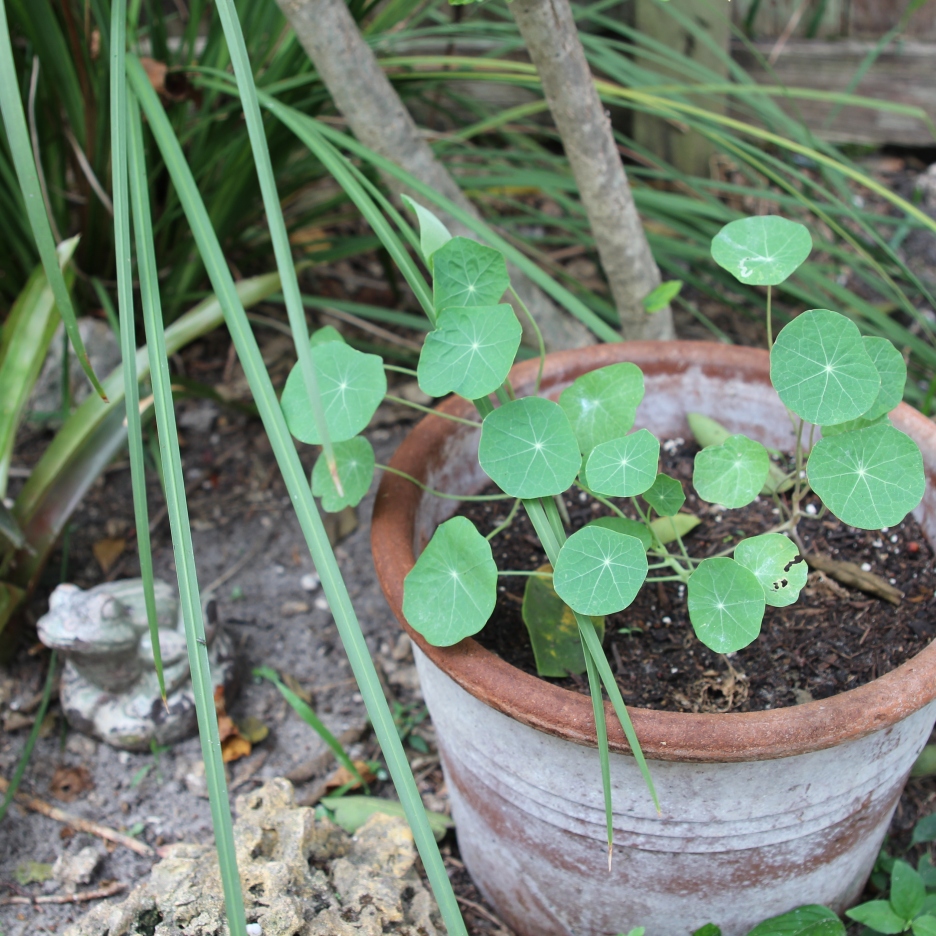 pot of growing nasturtiums in our yard
